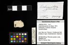 Foto (Objekt + Etiketten) von Eodromites grandis (von Meyer, 1857) 